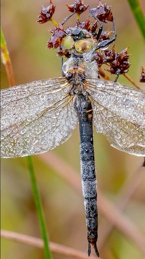 Restoring one of the world’s rarest habitats in Scotland
