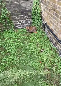 99K views · 2.3K reactions | Ever wondered how we handle a fox during a rescue? 力 Here’s David demonstrating the process while rescuing 'Flossie,' who was reported to be suffering from mange and a limp. | The Fox Project | Facebook