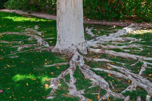 Tree Roots Can Quietly Ruin Your Yard—Here’s What To Do Before It Gets Worse