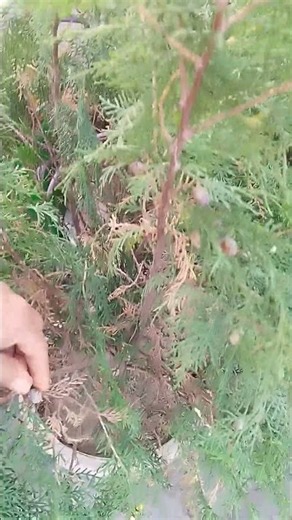 thuja plant growth and care tips 🌱 #garden #terracegardenindia #gardening