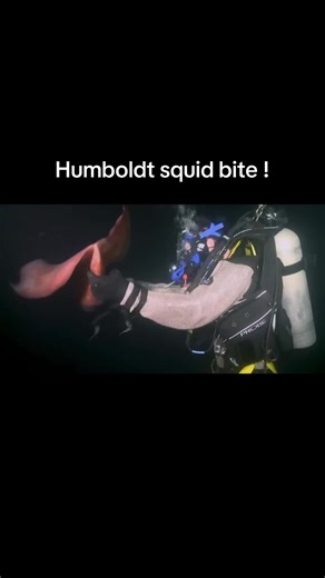 Exploring the Humboldt Squid: Nature's Sea Monster