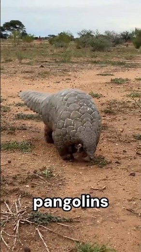 Interesting facts about pangolins