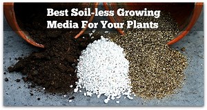 5 Soilless Mediums That Are Best For Growing Vegetables