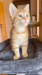 Catship? #love #cat #Leo #cats #catlover | Leo