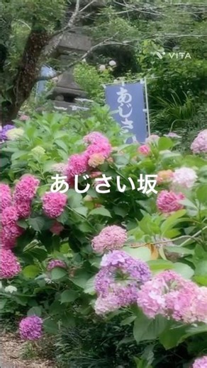 紫陽花♪Dew あじさい坂を歩く