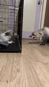 17K views · 775 reactions | Reef scream compilation for your listening pleasure. #fox #foxes | Pawsitive Beginnings Inc | Facebook