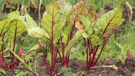 10 perfect companion plants that grow with beets