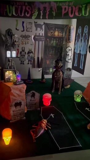 Our resident Oscar-worthy actors Duke and top tier Service Dog Max are back to wish one and all a Happy and Safe Halloween! These two and their Veteran handler put together these clips for almost every holiday. Stay tuned as we see what they come up with next! Although this is about a minute of fun for us to watch, this was a very elaborate training/testing for these dogs to accomplish being comfortable around these moving, noisy statues. When we say training never ends, we mean... training neve