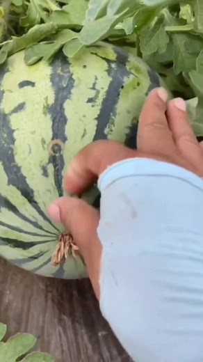 Splatoon OC Art Edit with CapCut