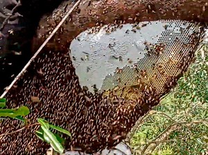 Incredible..big Honeycomb with lime HONEY Tasty 🍯🍯 | Bee'S