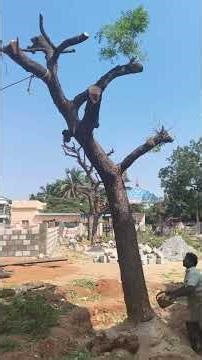 enga church oda window and neemtree remove pannitanga...✨✝️ #trending #viral #church #jesuschrist