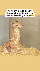 Baby giraffes often have a hard time finding a comfortable way to sleep because of their long necks. To rest, they awkwardly curl their necks around their bodies or tuck their heads onto their hind legs. It may look clumsy, but this unusual posture helps them stay alert even while they sleep, which is a clever adaptation for surviving in the wild. Credit unknown Please DM us for credit #animals #cuteanimals #animallovers #giraffe #giraffelover #babygiraffe #cutebabygiraffe #babygiraffesleeping #