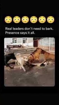 Aura farming dog #shorts #dogbreed #dog #youtubeshorts #puppy #trandingshorts #cutedog #reels