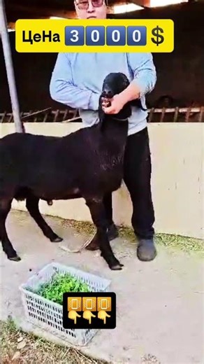 ЦeHa 3️⃣0️⃣0️⃣0️⃣💲