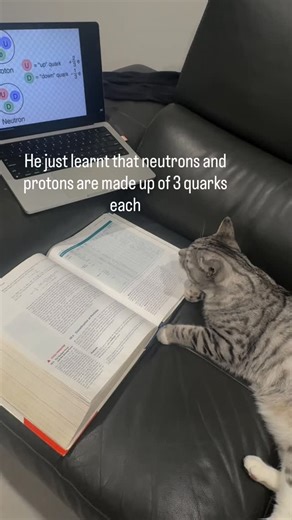 Sir.Planck on Instagram: "Planck just learnt that a Proton = 2 up quarks + 1 down quark, and a Neutron = 1 up quark + 2 down quarks. These are examples of Baryons, which are particles made up of 3 quarks. Planck was fascinated by this. #cat #catmemes #cats_of_instagram #physics #learnphysics"