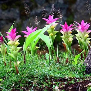 Curcuma aromatica - Alchetron, The Free Social Encyclopedia
