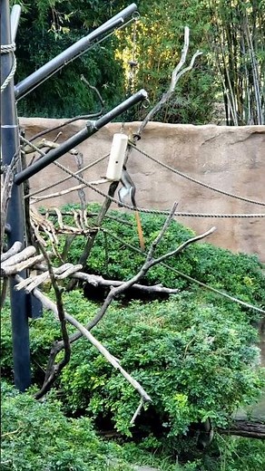 Red-tailed Monkey San Diego Zoo in Southern California