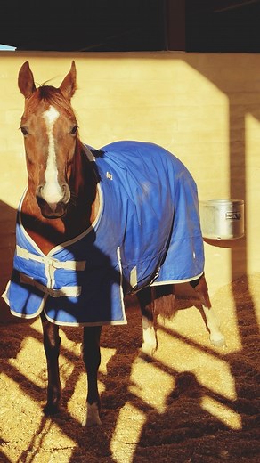 Blanket szn ❄️ Keep ’em cozy with Cactus Gear!🐴 cactusgear.com #conquerwithcactus #cactusgear #cactus #gearup #horseblanket | Cactus Gear