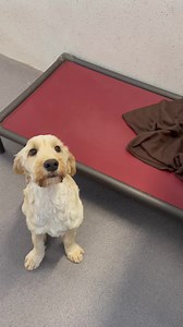 55K views · 1.4K reactions | Good morning from cockapoo Teddy who is looking for a new home. Teddy would like someone at home during the day. Teddy would suit an adult only home, where he is the only dog in the home. Teddy is good on the lead and likes long walks. Teddy is one and a half years old. If you would like to meet Teddy please phone 087 6371044. A fully enclosed garden is a must to adopt. | Limerick Animal Welfare | Facebook