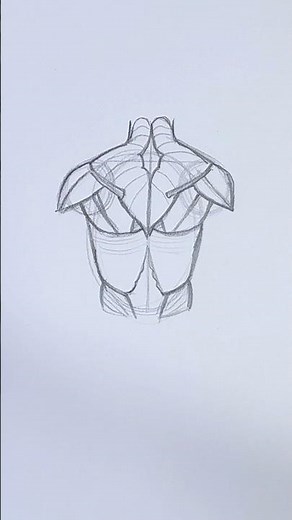 How to draw back muscles #drawing #art #sketch #howtodraw #muscle