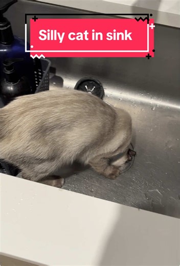 Silly Siamese Cat Fixing Things in the Sink