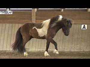 Portrait of Icelandic horses (www.pferde-magazin.info)