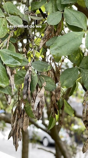 The Laburnum, NOT DINNER! It actually looks pretty innocent but I’ve known all my life that it’s toxic because my mum cut the tree down in our garden to make sure we didn’t eat the seeds! . . . . #laburnum #poisinous #dangerousplants #poisonousplants #toxic #wildplants #trees #forager #foraging #ukforager #plantfacts #educational | Eat The Country