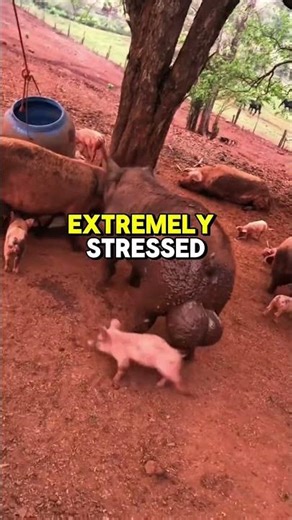 Animal who eat their own children #facts #wildlife #animalfacts