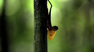 Stream wildlife documentaties and get closer to nature - all ad free and with no commitment. Sign up now for your 30 day free trial. | Love Nature