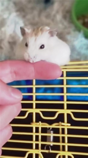 Hammy the Funny Looking Hamster: A Must-See
