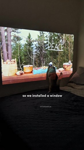 DIY Fake Window for Cats: Wanbo Dali 1 Projector