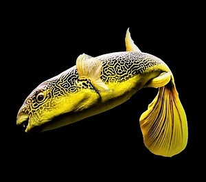 Tetraodon Mbu - AQUARIFT