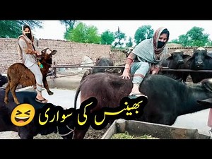 buffalo riding 🐃/funny video of buffalo riding / part 1/ jutti village vlog