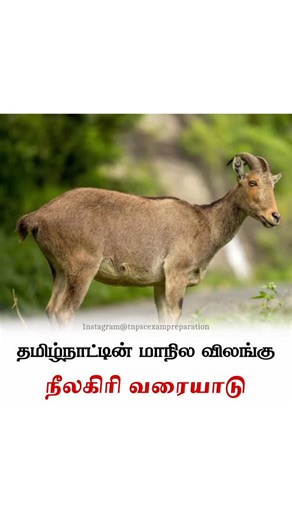 Tnpsc Exam Preparation on Instagram: "Watch Till End✨️ . . . #tnpsc #tamilnadu #tamil #tnpscpreparation #tnpscexampreparation"