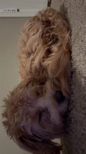 #puppy #maltipoo #foryoupage