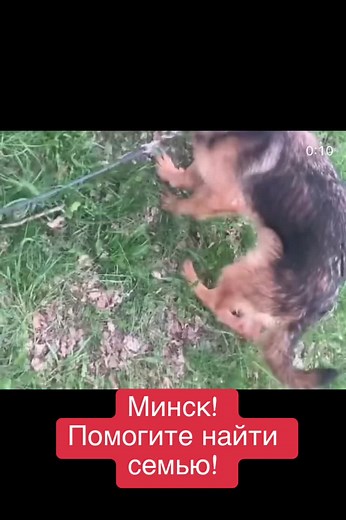 Минск #Немецкая_овчарка в дар Хорте исполнился в сентябре год. Девочка привита и стерилизована, знает базовые команды, прекрасно уживается с другими собаками и котами. Очень энергичная, ищем семью с активным образом жизни, но в меру, учитывая ее коротколапость! Без маленьких детей и со своим жильем! Не на цепь! Не в вольер из двух досок! Не на службу. Девочка пережила ад и достойналучшей семьи! #непокупайприюти #ищудом #беларусь #минск #рекомендации❤️ #помощьживотным #сос #хочудомой #собакавдарм