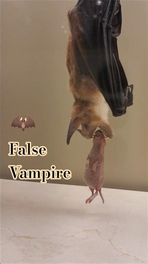 Giant Spectral Bat 🦇 | Rare “False Vampire” at the Smithsonian Museum #bats #animals