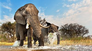 Armed with DNA and forensic science, Sam Wasser fights to save endangered species