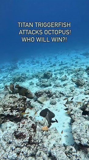 1.1K views · 2.4K reactions | Titan Trigger VS Octopus Lets Dive...
