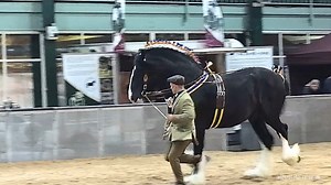 172K views · 4.7K reactions | The Shire Horse Stallion stands tall,...