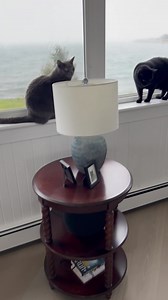 4.7K views · 394 reactions | Perfect Saturday morning. Our latest obsession - Adam Baldwin - playing on a loop as we prepare to demolish a round of Colin’s homemade blueberry scones. The cats, of course, are ever present: watching, absorbing, waiting... And of course it’s pissing, nay deluging, down across the angry ocean. The irony of the garden hose (employed by us, yesterday, to hydrate a very dry cliff side lawn) is certainly not lost on us... | Colin and Justin | Facebook