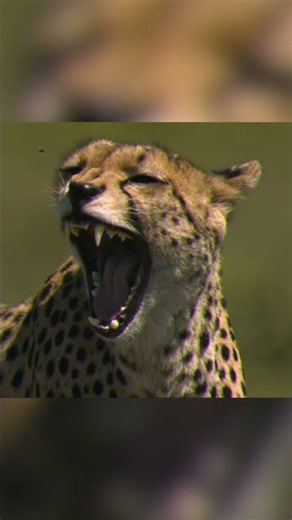 Cheetahs: The Fasted Cat Around! 🐈💨 | Party Animals | Nat Geo Kids