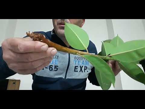 Come fare talee di Ficus robusta