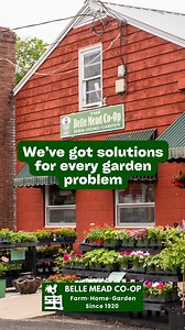 Mid-season garden check-in: how’s it growing? If the deer are snacking, the bugs are moving in, or your flowers are starting to fade, we’ve got what you need to keep things thriving. Deer repellents, fertilizers, disease and insect control, hoses—you name it. Visit the store, call or text us (908-359-5173) and we’ll help you find the right fix. #BelleMeadCoOp #GardenHelp #OrganicGardening #DeerResistant #LawnCare #InsectControl #NJGardening #BackyardGoals #PlantCare | Belle Mead Co-Op