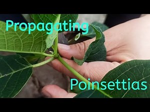 propagation of poinsettia।। poinsettia care during cuttings।।