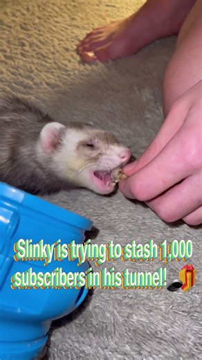 Slinky’s Chaos Mode: ACTIVATED! 🦦🌪️