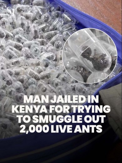 🐜 A Kenyan court sentenced a Chinese man to 12 months in jail and fined him $9,800 for attempting to smuggle 2,000 live ants out of the country. #ants #smuggle #Kenya