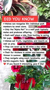 Wolves Amazing Abilities 🐺🔥#wolves #animals #naturefacts | Math & Puzzle