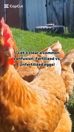 Fertilized vs Unfertilized Eggs. What’s the Difference? 🐣