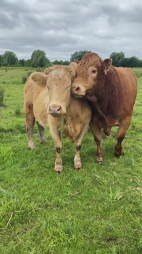 Limousin Bull Mating on Farm | Cow Reproduction Video